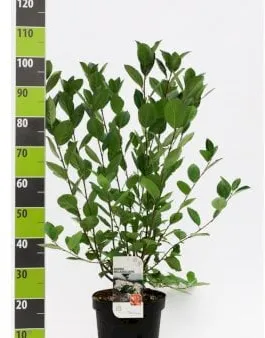 Storfruktet Svartsurbær